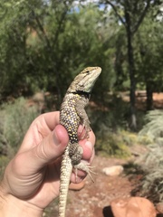 Sceloporus uniformis