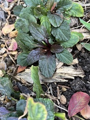 Ajuga reptans