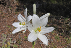 Lilium candidum