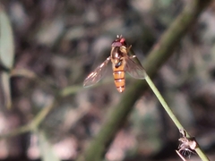 Episyrphus trisectus