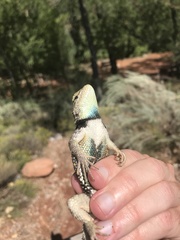 Sceloporus uniformis