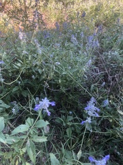 Salvia farinacea
