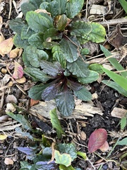 Ajuga reptans