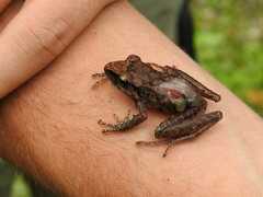 Pristimantis achatinus