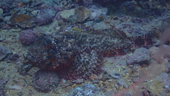 Scorpaena laevis