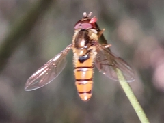 Episyrphus trisectus