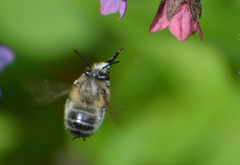 Anthophora plumipes