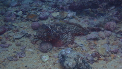 Scorpaena laevis