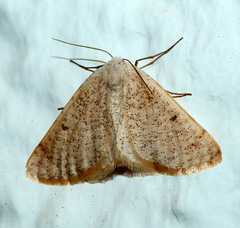 Dyscia penulataria