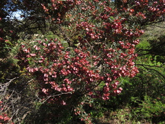 Dodonaea adenophora