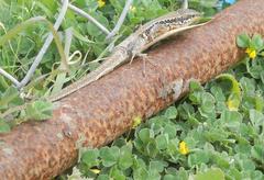 Phoenicolacerta laevis