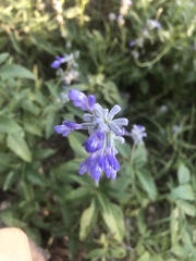 Salvia farinacea