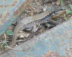 Phoenicolacerta laevis