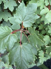 Acer pseudoplatanus