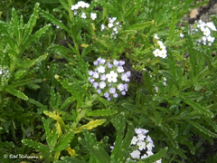 Heliotropium sinuatum