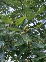 Quercus petraea