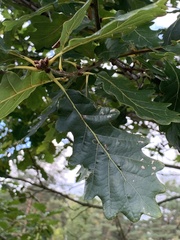 Quercus petraea