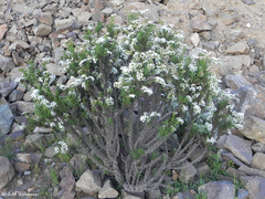 Heliotropium sinuatum