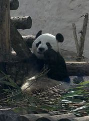 Ailuropoda melanoleuca