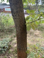 Quercus petraea