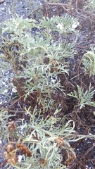 Ambrosia chamissonis