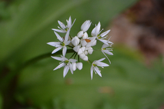 Allium ursinum