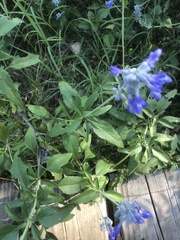 Salvia farinacea
