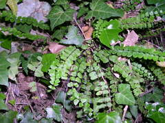 Asplenium trichomanes