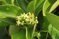 Parsonsia alboflavescens