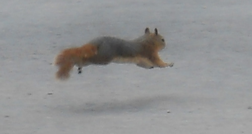 Sciurus anomalus