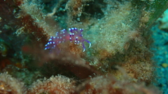 Coryphellina arveloi