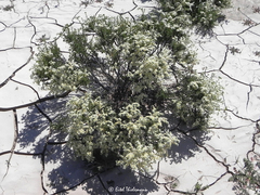 Heliotropium stenophyllum