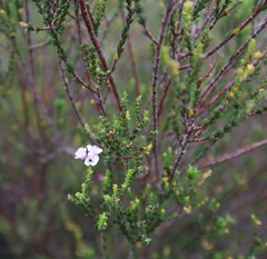 Euchaetis albertiniana