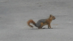 Sciurus anomalus