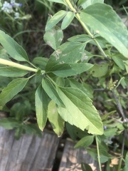 Salvia farinacea