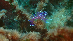 Coryphellina arveloi