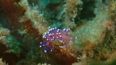 Coryphellina arveloi