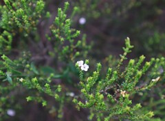 Euchaetis albertiniana