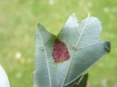 Eriophyes aceris