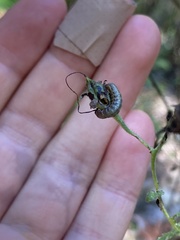 Pyrrhia aurantiago