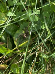 Lycosoidea