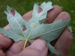 Eriophyes aceris