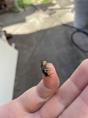 Myzinum quinquecinctum