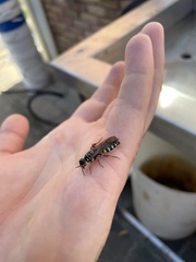 Myzinum quinquecinctum