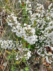 Erica formosa