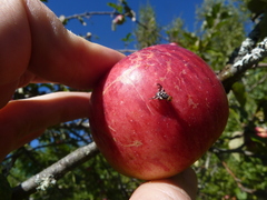 Rhagoletis pomonella