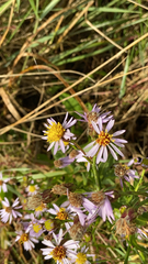 Tripolium pannonicum