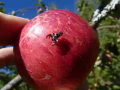 Rhagoletis pomonella