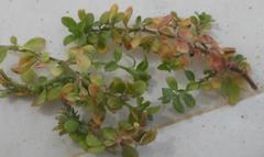 Polycarpon tetraphyllum