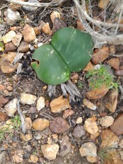 Haemanthus